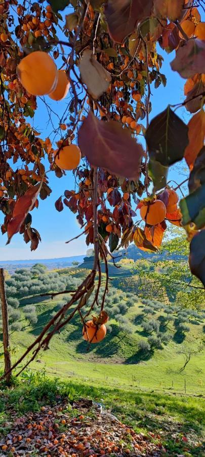 Terrazza San Vettore Camere Con Colazione, Relax In Collina Con Vista Sui Vigneti Docg Asolo 메이서 외부 사진